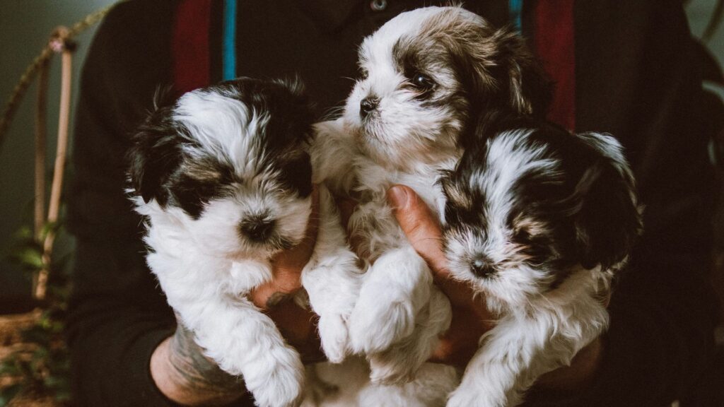 Person holding two small dogs outdoors in their arms