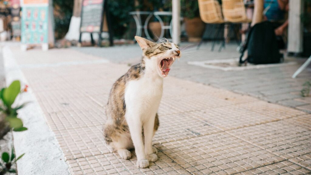 Cat yawning while standing on a city sidewalk