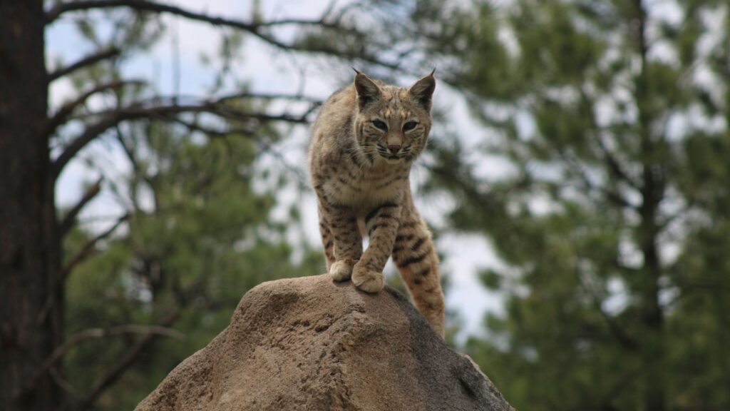 Wild cat standing on a rock in a natural outdoor setting