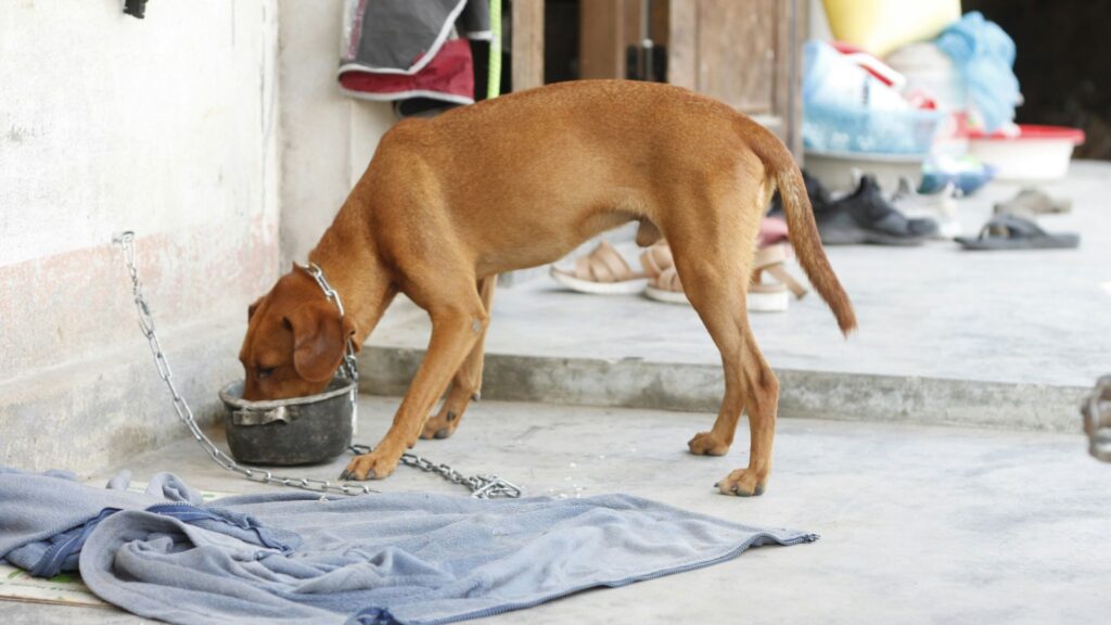 Dog eating from a metal bowl placed on the ground outside