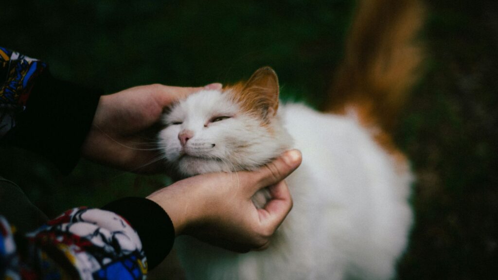 Person petting a happy cat resting comfortably