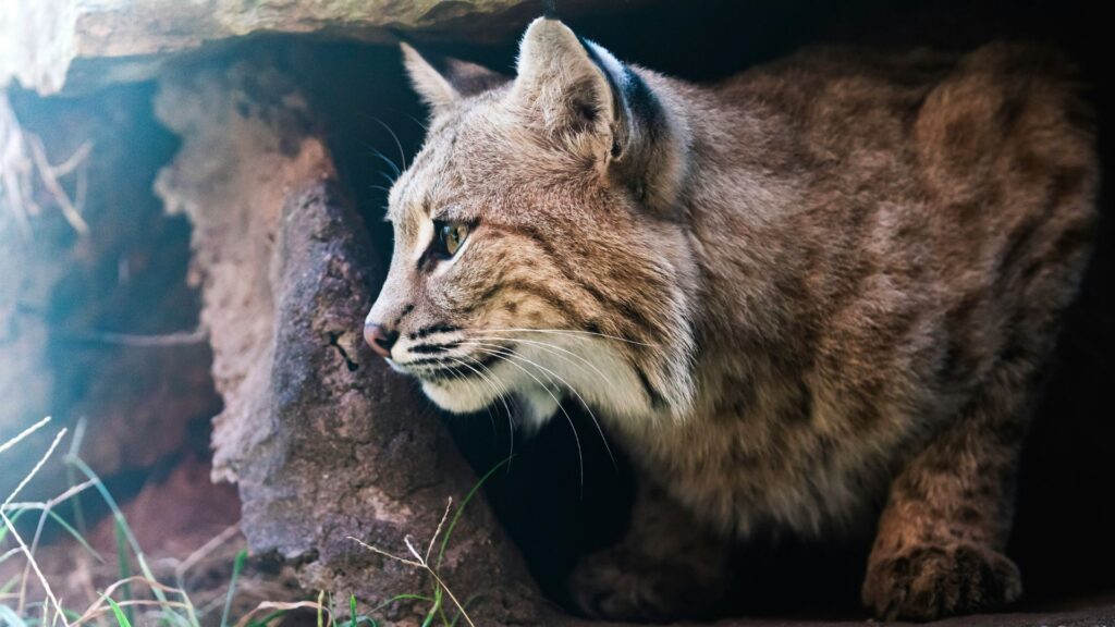 Cat near a tree looking alert in a shaded area