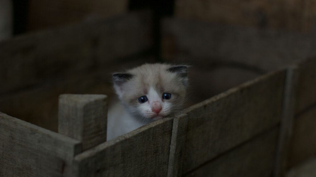 Small kitten sitting on a wooden crate outdoors