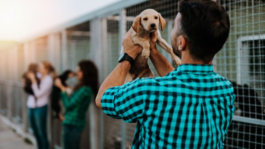 Couple at an animal shelter looking at pets available for adoption