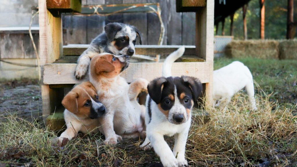 Group of young puppies playing beside a wooden structure outdoors