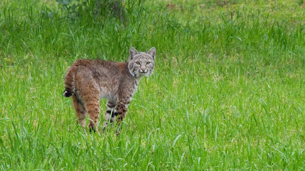 Brown and black bobcat walking on grass under sunlight