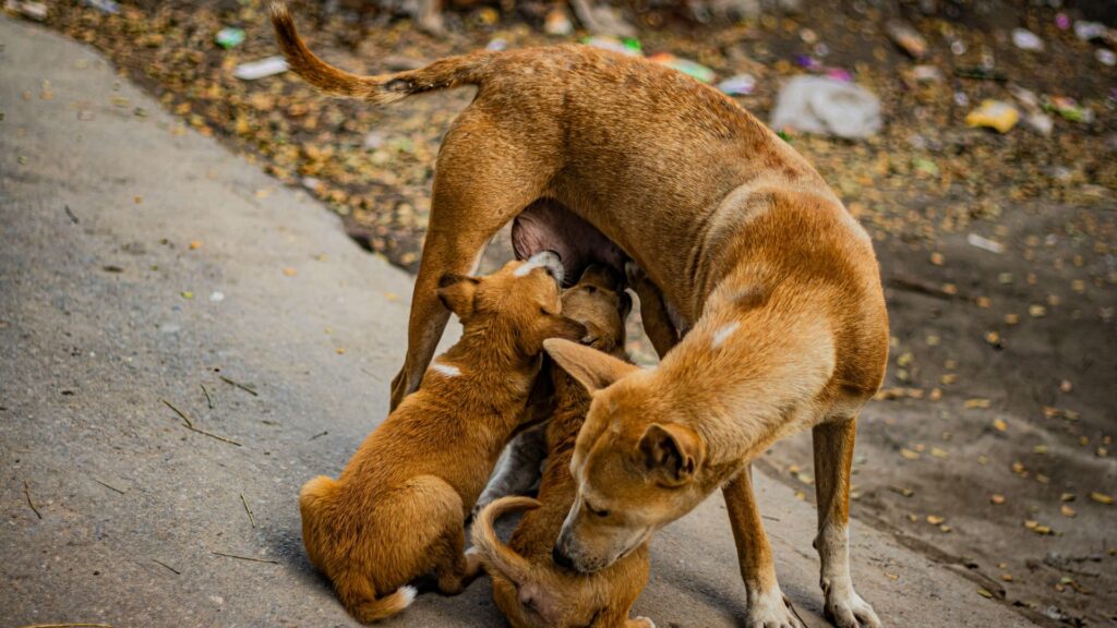 Brown short-coated dog lying on a concrete floor near a shelter entrance