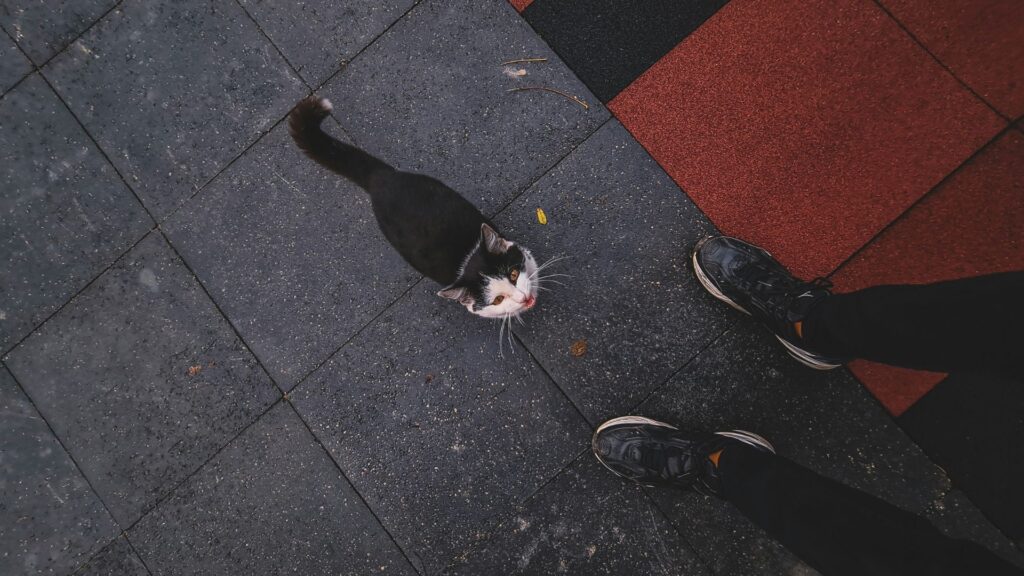 Cat walking along a sidewalk