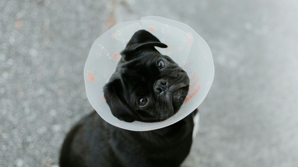 Small black dog wearing a protective cone after surgery