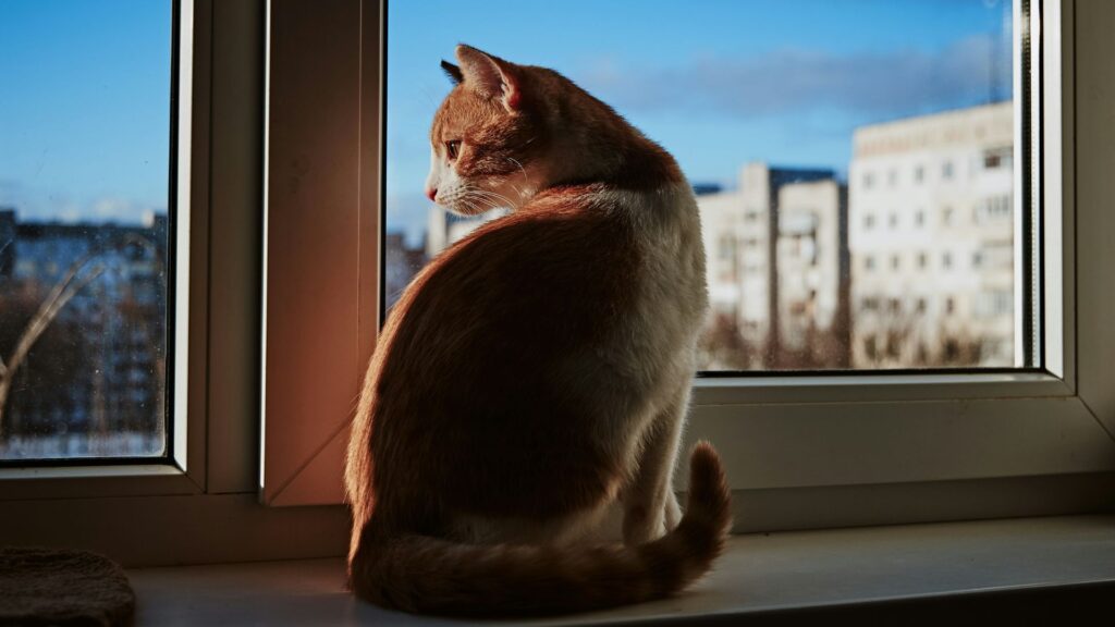 Cat sitting on a windowsill while looking outside