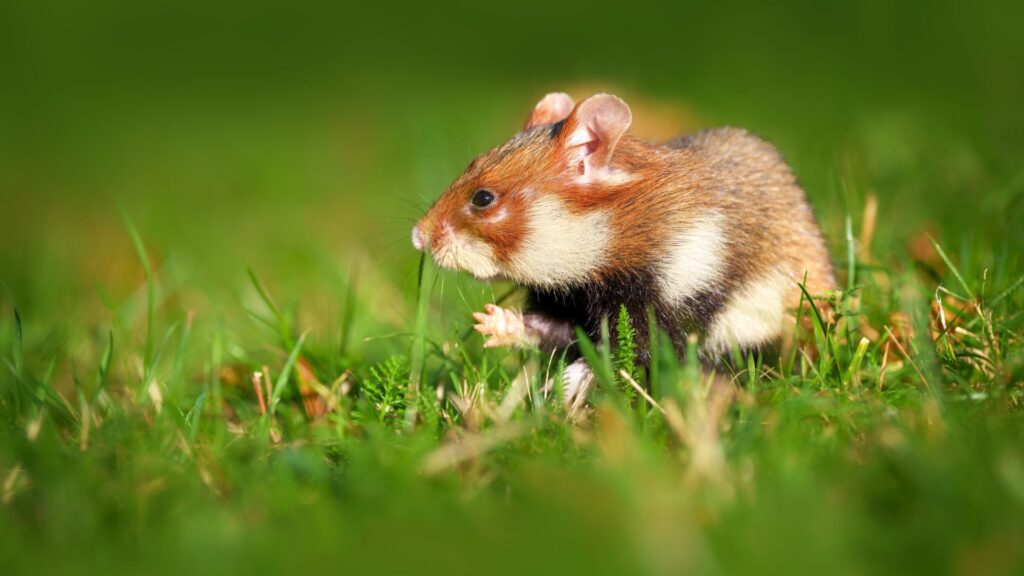 European hamster standing upright in a natural outdoor setting