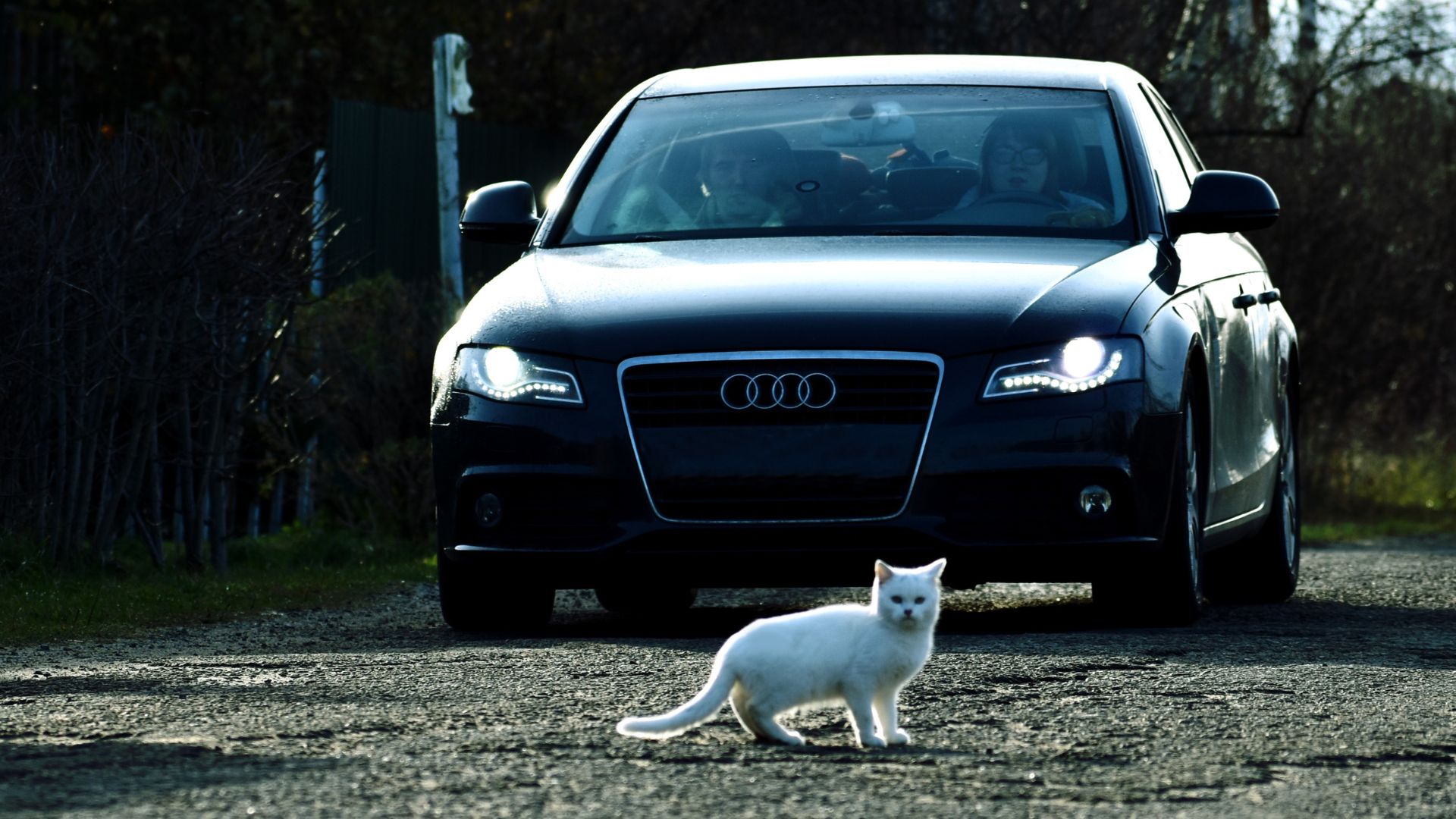 Ocelot standing on a branch with a focused expression
