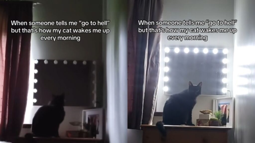 Black cat sitting near a lighted mirror in a bedroom