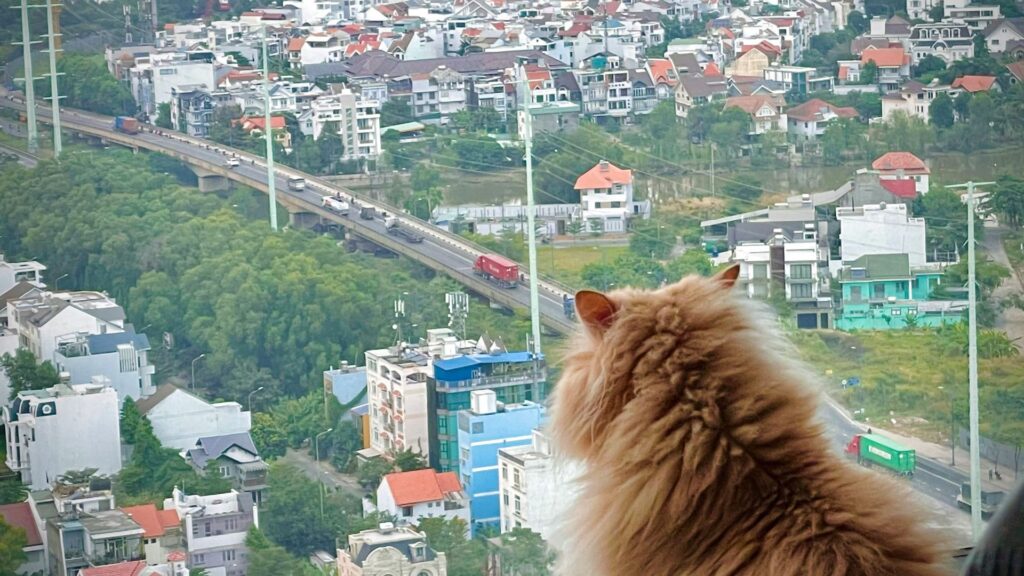 Dog standing on top of a building