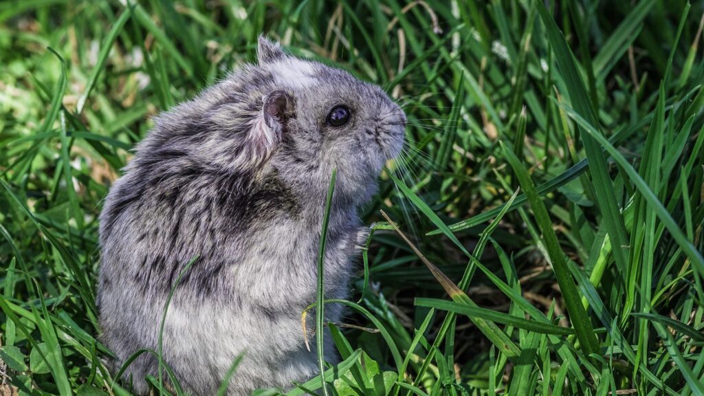Wild hamster standing alert in grassy outdoor environment