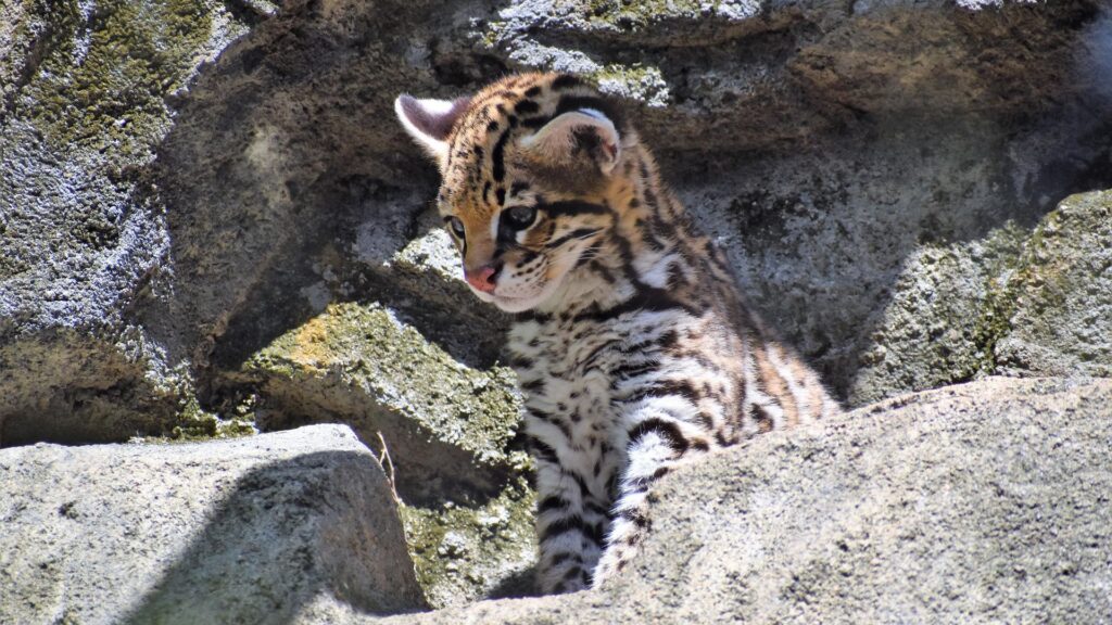 Ocelot walking on natural ground with a steady gaze