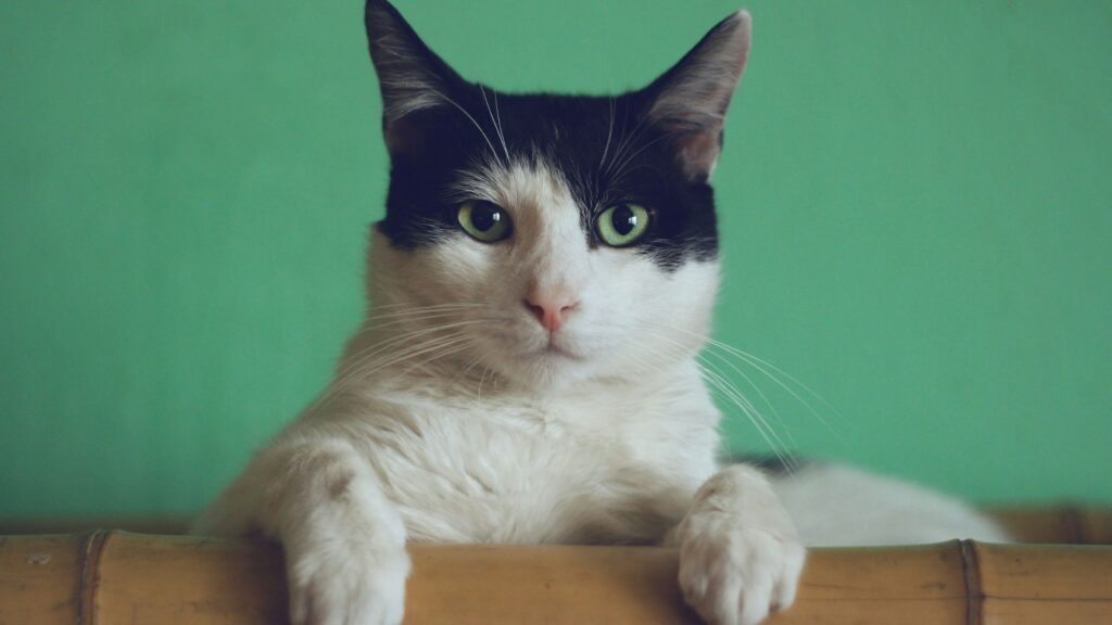 Black and white cat lying on a bamboo chair in a cozy room