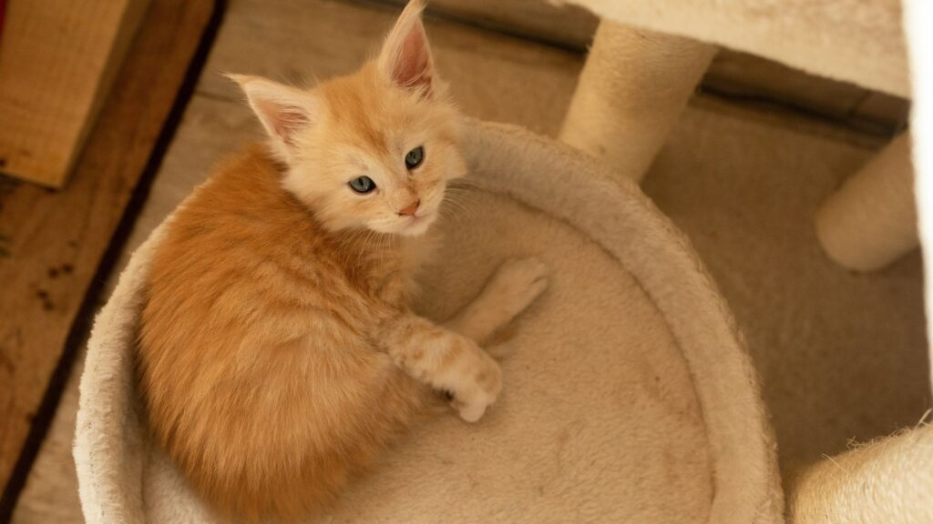 Small orange kitten sitting on a cat tree