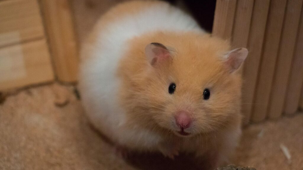 Small golden hamster resting on natural ground outdoors