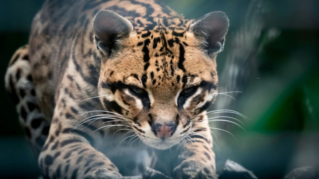 Close-up of an ocelot showing its detailed coat pattern