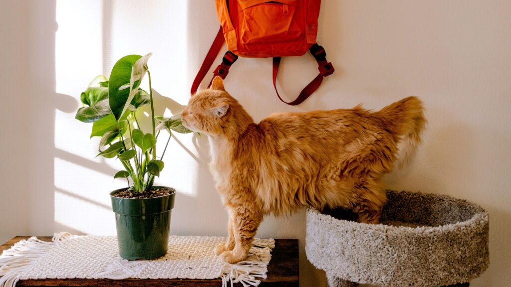 Orange tabby cat resting on a concrete table
