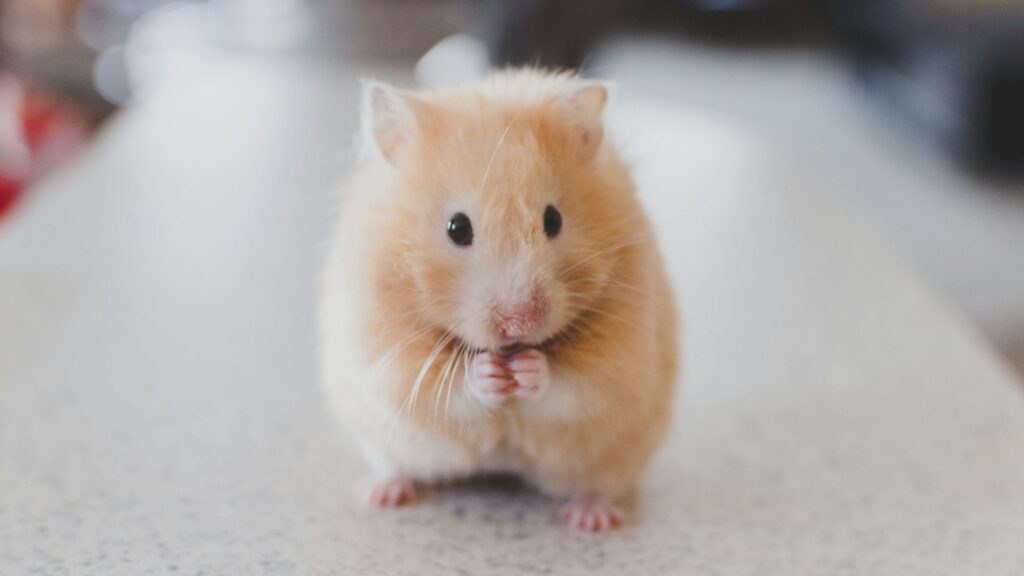 Brown hamster shown in close focus against a soft background