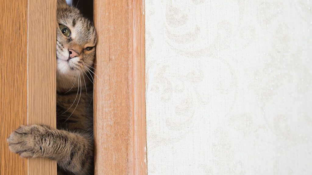Gray cat squeezing through a partly opened door