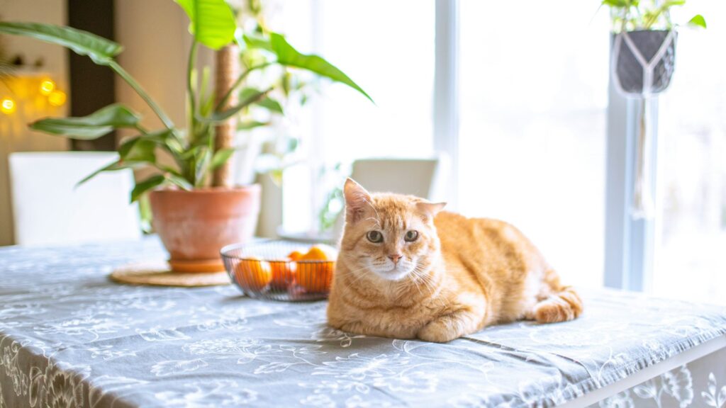 Cat laying on a table beside a potted plant