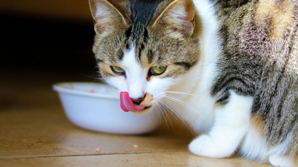 Brown tabby cat sitting on a wooden table near a bowl