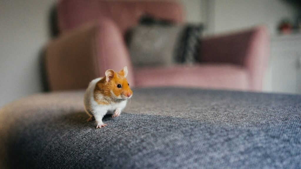 White and brown hamster sitting on fabric surface