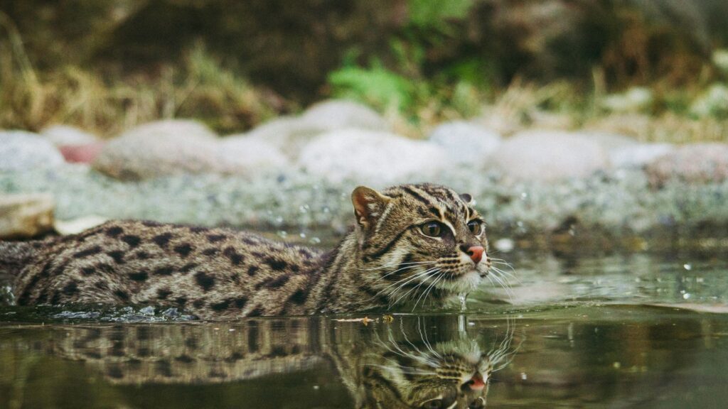 Wild cat swimming in calm water