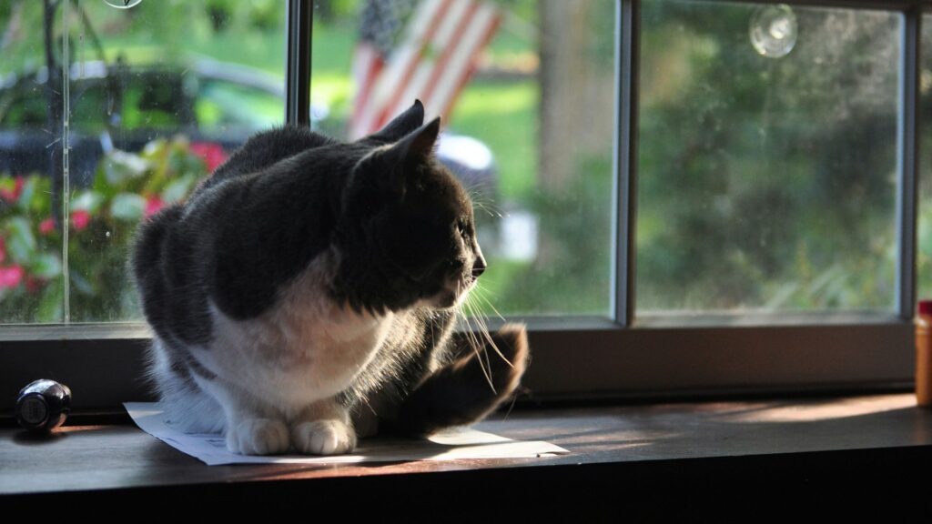 Black and white cat sitting on a windowsill