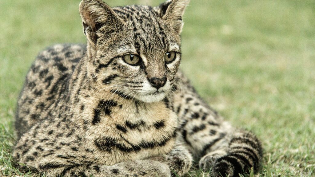 Ocelot resting on grass under daylight