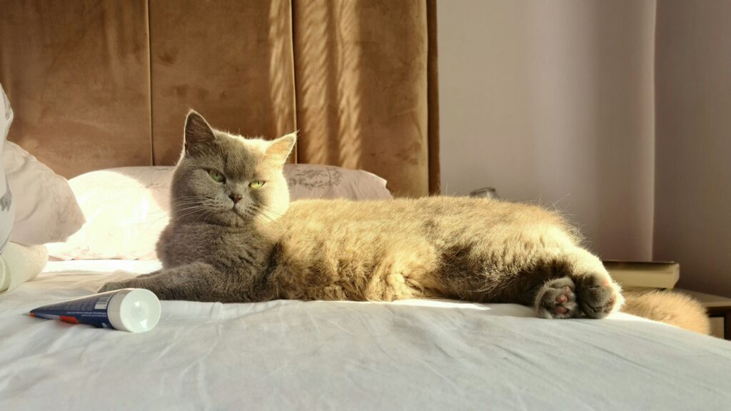 Cat laying on a bed beside a bottle