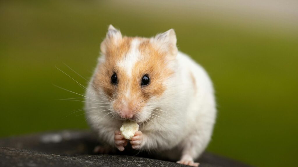 Close-up view of a hamster with visible whiskers and fur detail