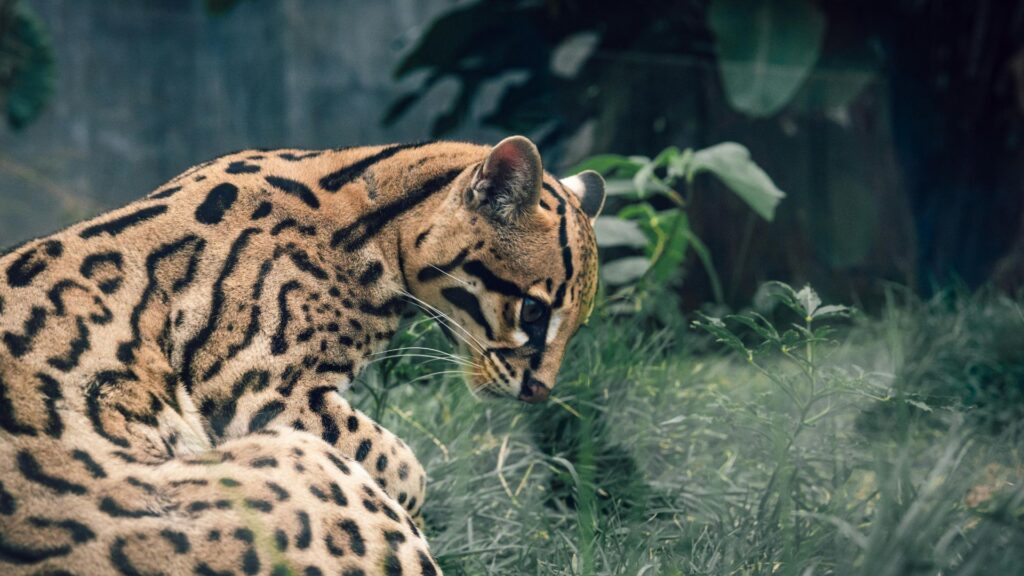 Ocelot lying in grass while looking forward