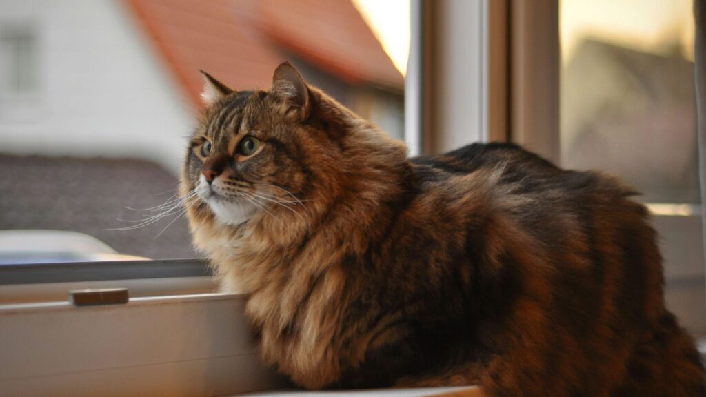 Fluffy cat sitting on a windowsill while looking outside