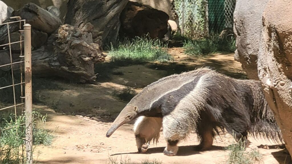 Two large mammals standing on dry ground