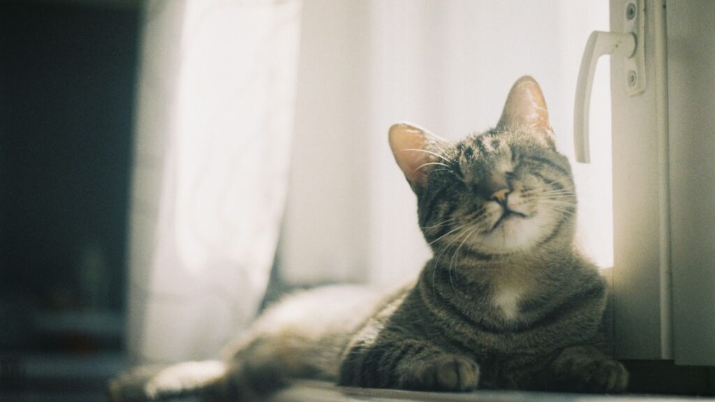 Brown tabby cat laying on a white blanket