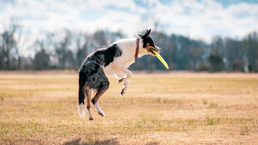 A dog fetching a frisbee mid air