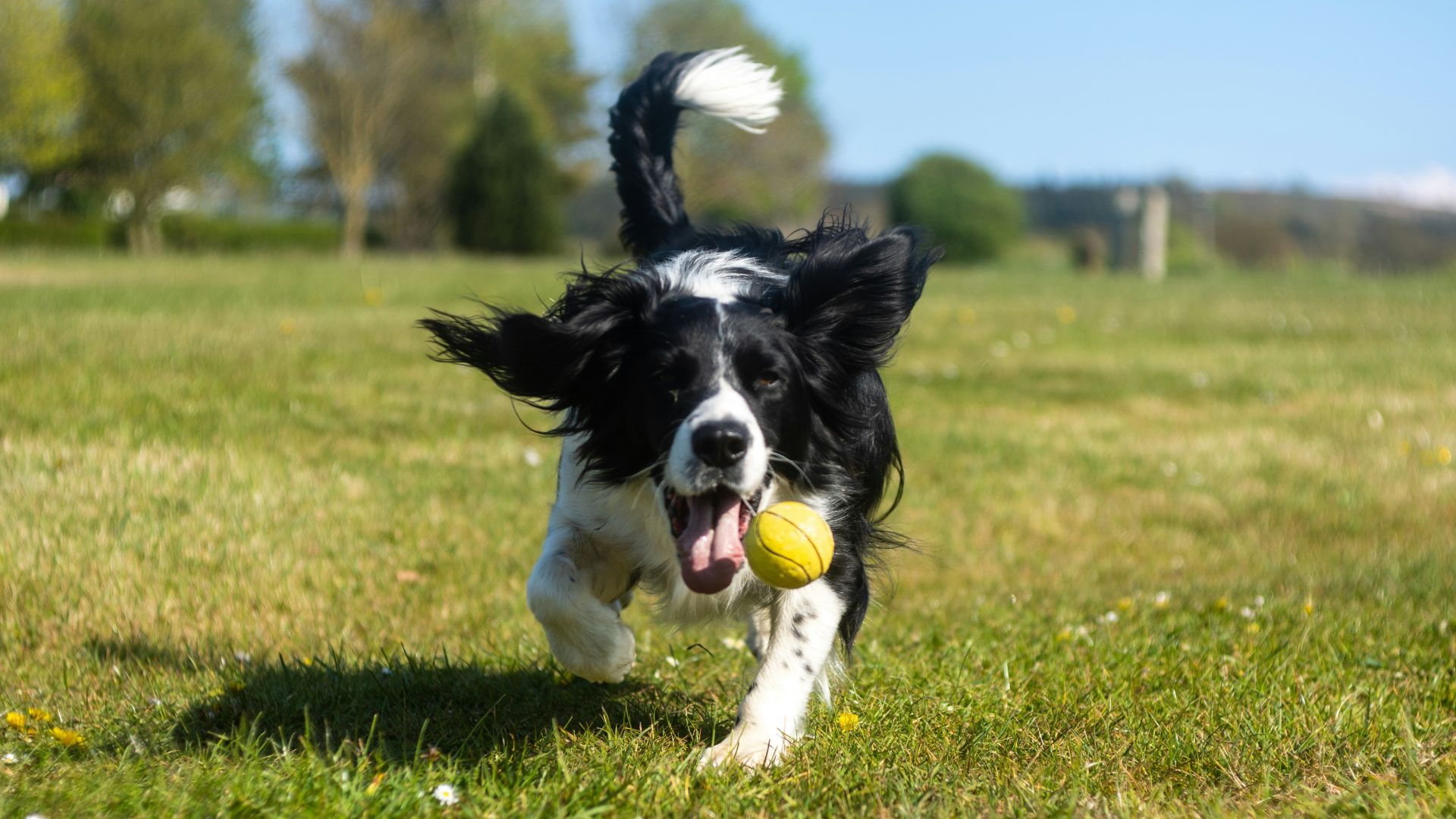 Border collie puppy playing with a green ball on a grassy field during daytime