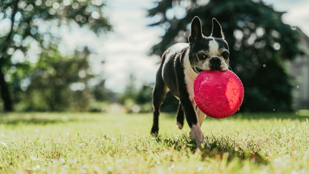 Dog running across an open field while carrying a frisbee in its mouth