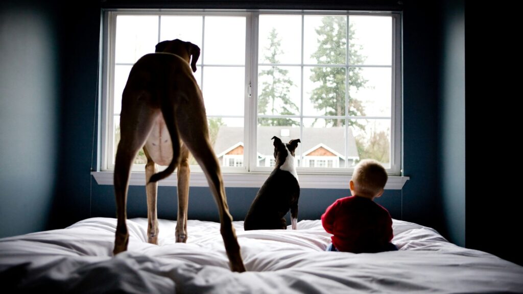 Dog and baby sitting together while looking outside through a window