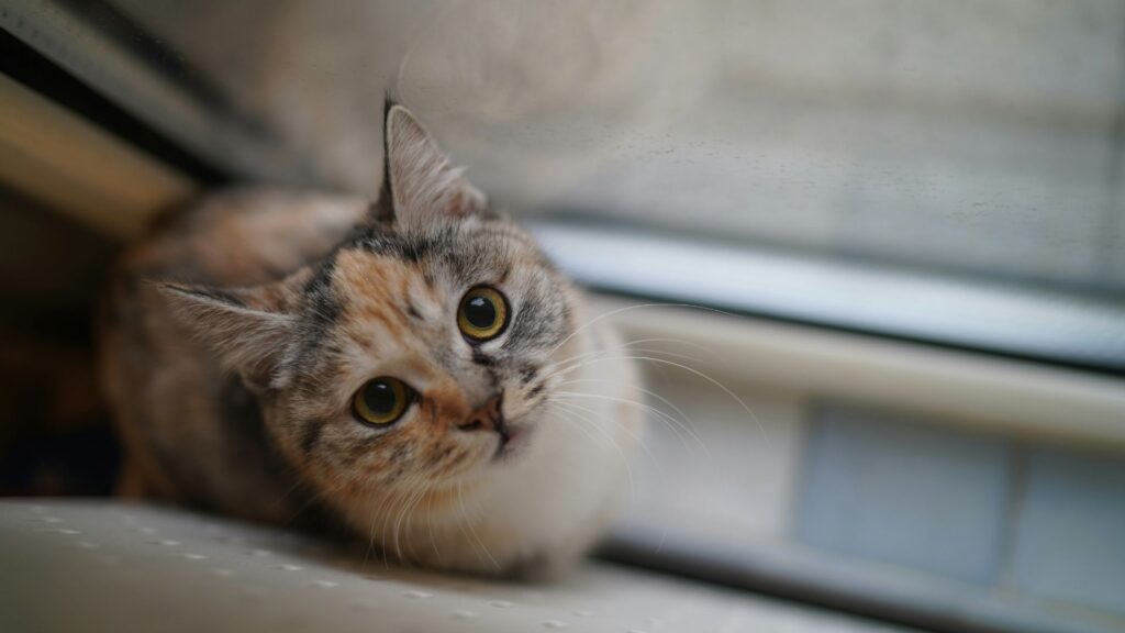 Calico cat sitting on a windowsill looking upward