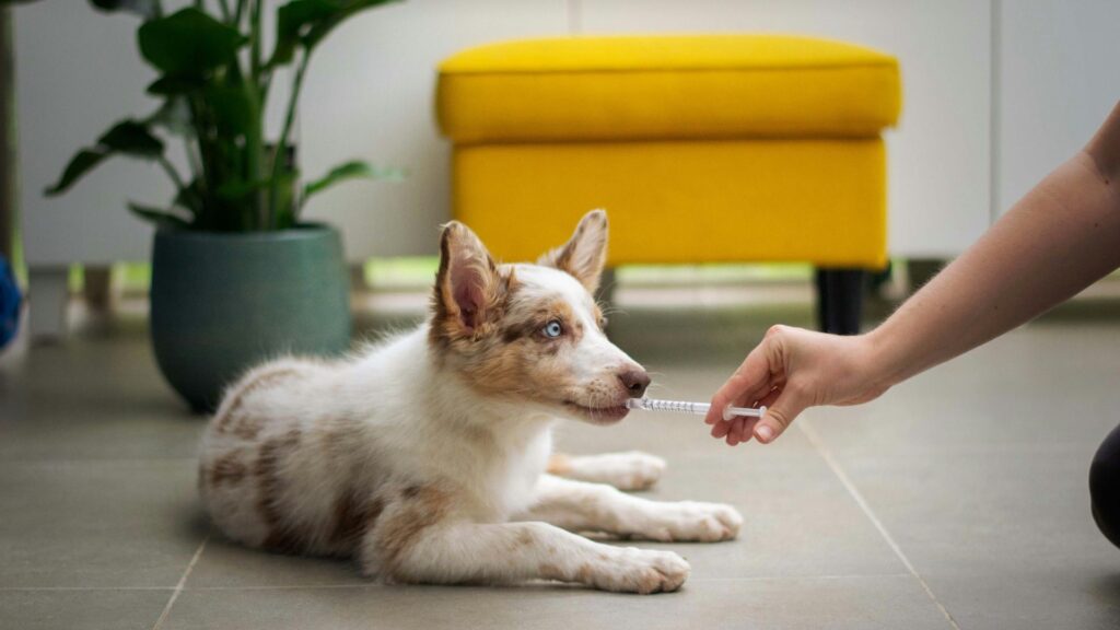 Dog lying on the floor while a person holds an object near its face