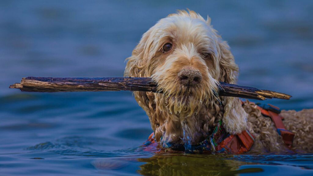 Dog swimming in water while holding a stick in its mouth