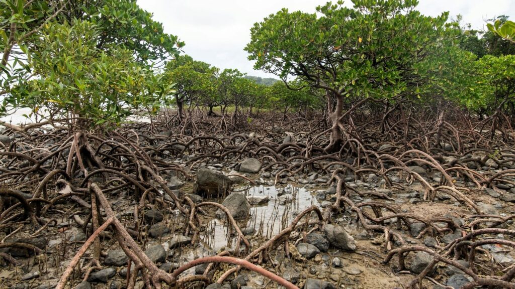Mangrove trees growing in muddy coastal soil with exposed roots