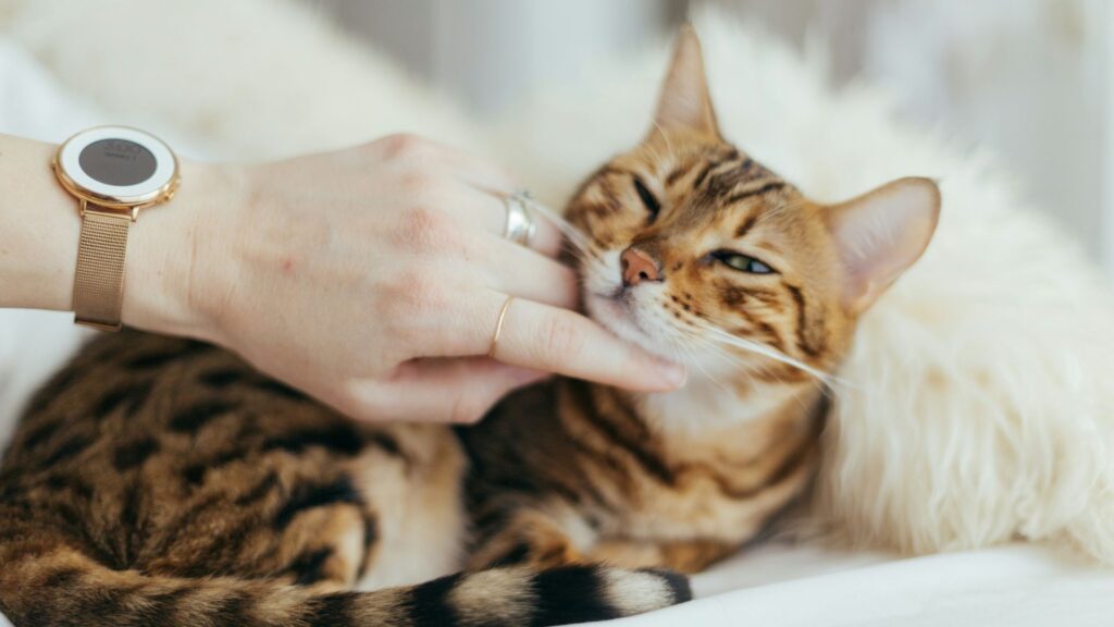 Person holding a brown cat while sitting on a white textile surface