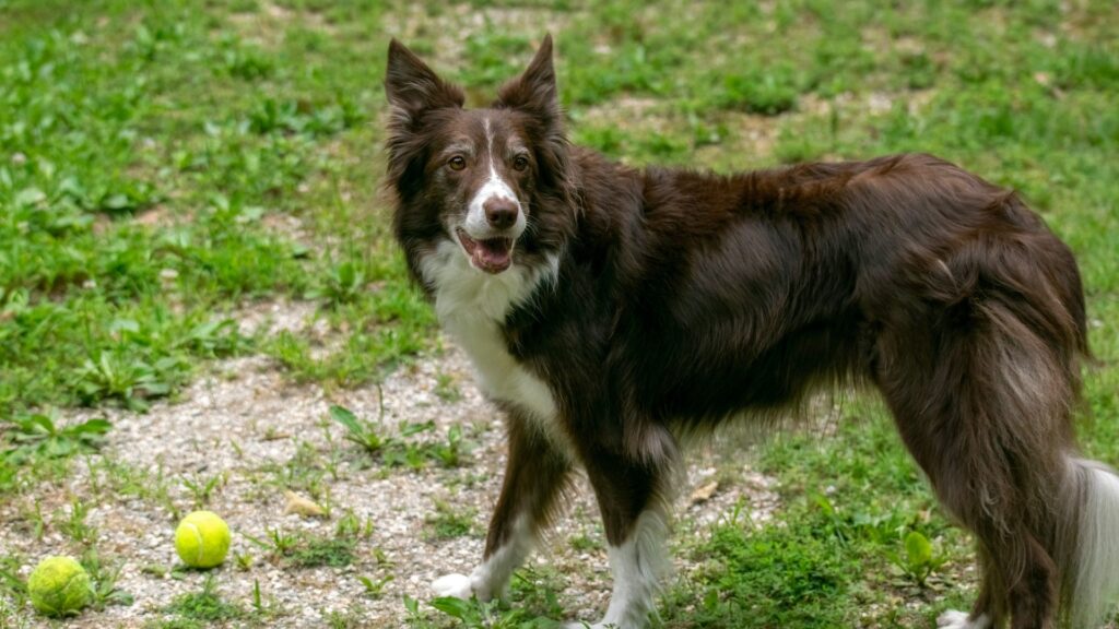 Dog standing on grass and looking ahead in an outdoor setting