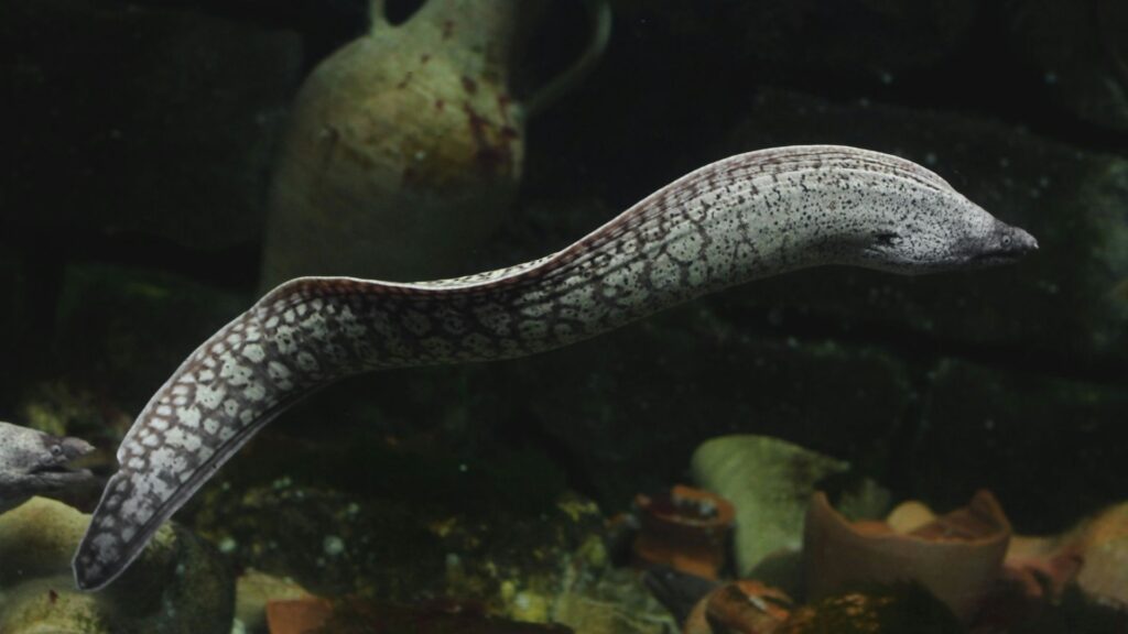 Close-up view of a European eel with textured skin and elongated body